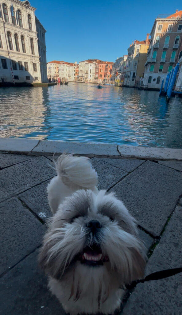 dog friendly venice travel with your dog