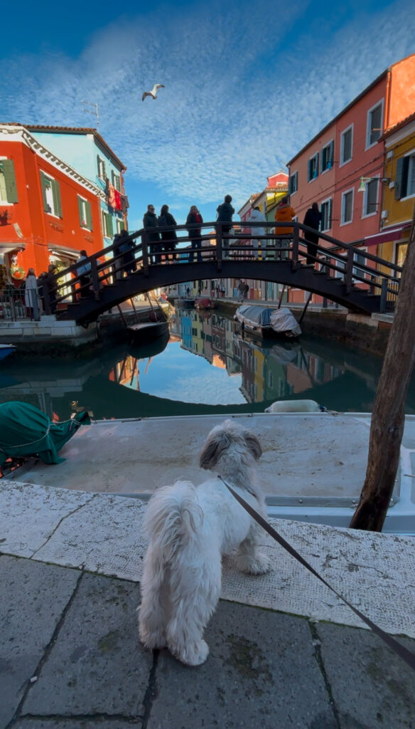 Burano with dogs colourful houses and canal reflections