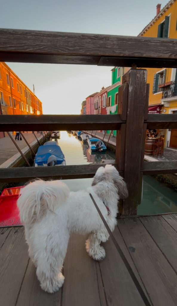 Burano with dogs colourful houses and canal reflections