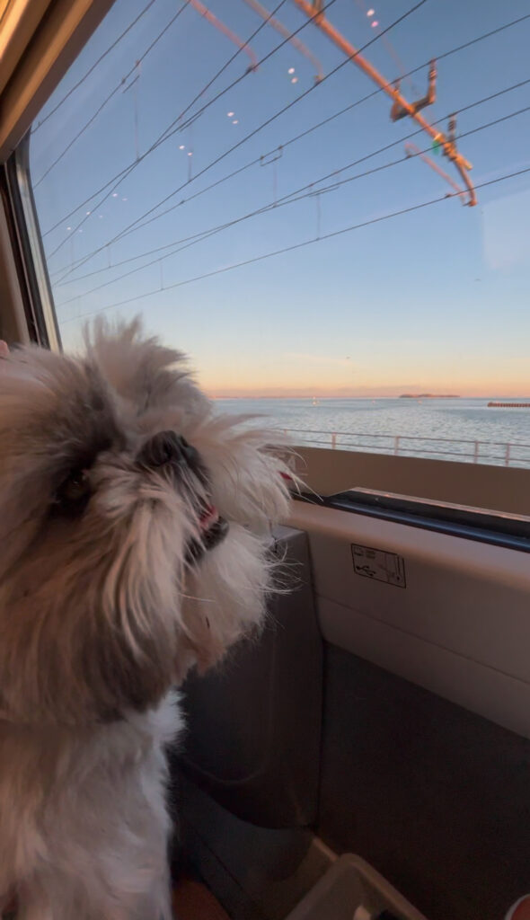 Venice to Bolzano first class train dog-friendly with complimentary champagne