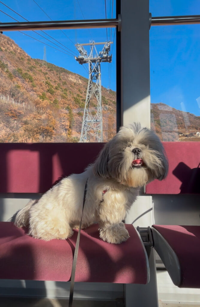 Cable car Bolzano Dolomites dog friendly 