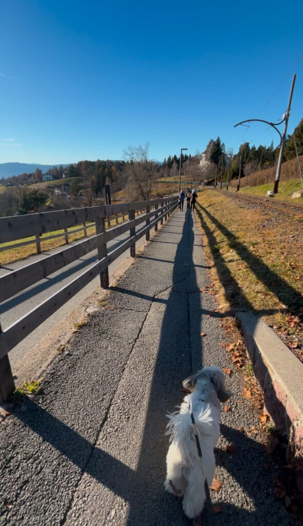 Walking Dolomites dog friendly