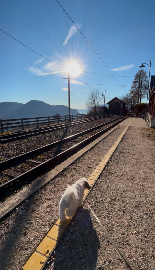 Walking Dolomites dog friendly