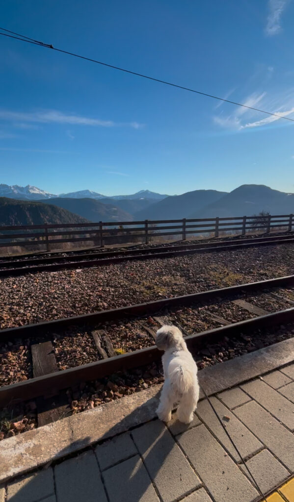 dog friendly Bolzano dolomites