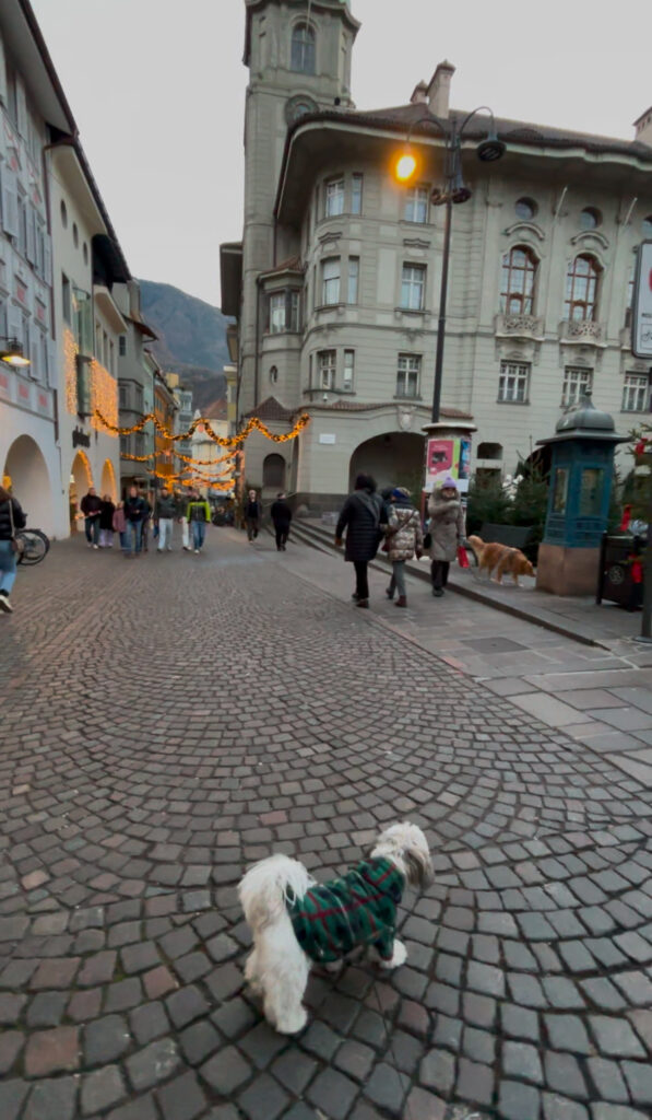 Bolzano dog friendly