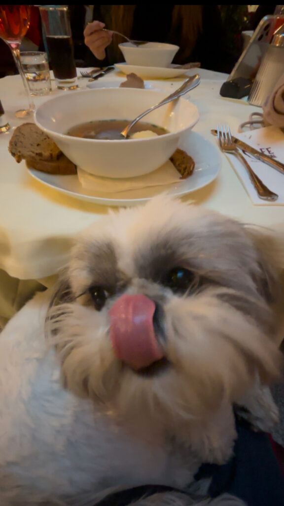 dog-friendly Vienna restaurants, dining out with a dog in Vienna