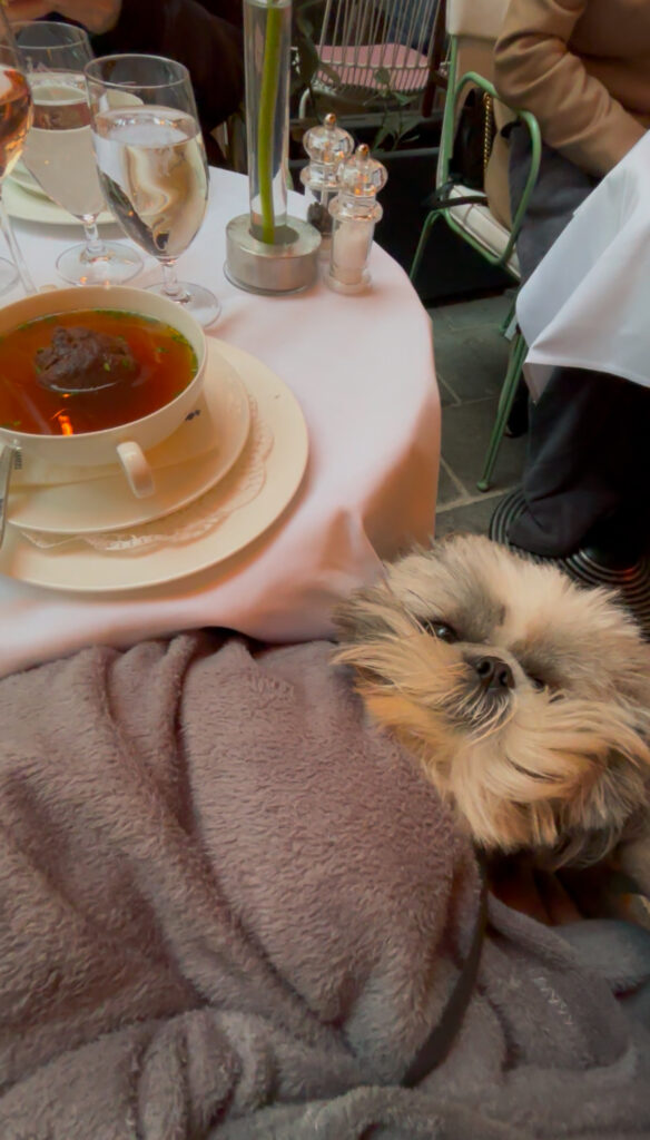 Zum Schwarzen Kameel Vienna, dog-friendly dining Vienna winter