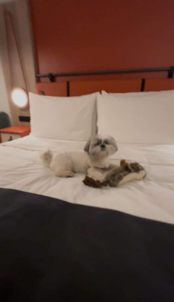 imperial riding school hotel review dog friendly