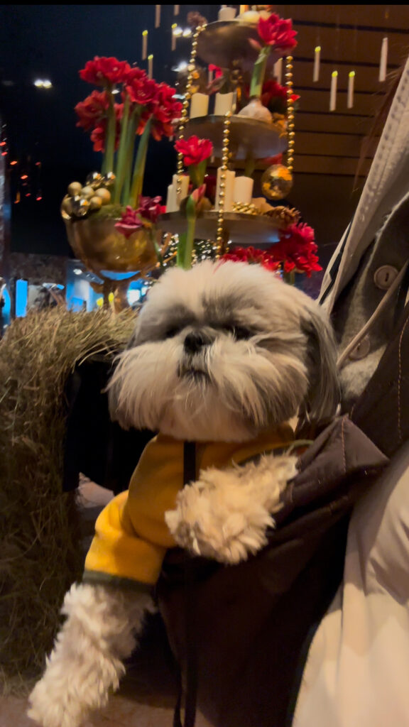 checking in Sofitel Bayerpost Munich hotel pet friendly