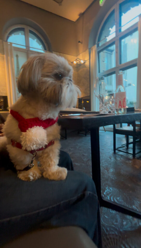 Sofitel munich restaurant review Dining at DÉLiCE La Brasserie