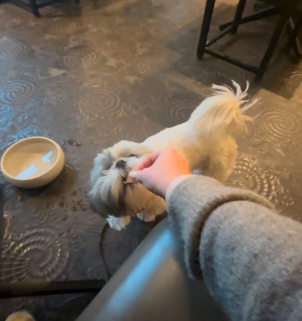 Dining at DÉLiCE La Brasserie dog friendly restaurant Munich