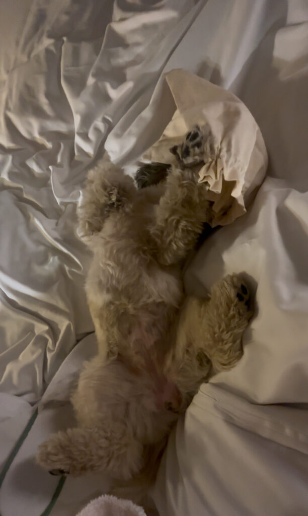 softiel munich dog friendly review