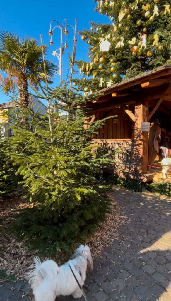 christmas markets Bolzano dog friendly