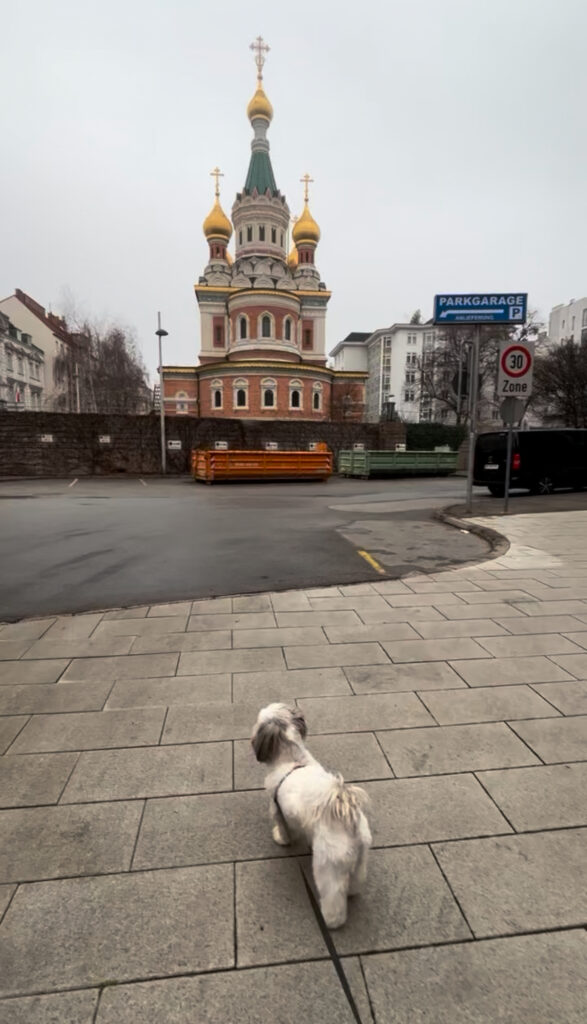 walking around Vienna with a dog