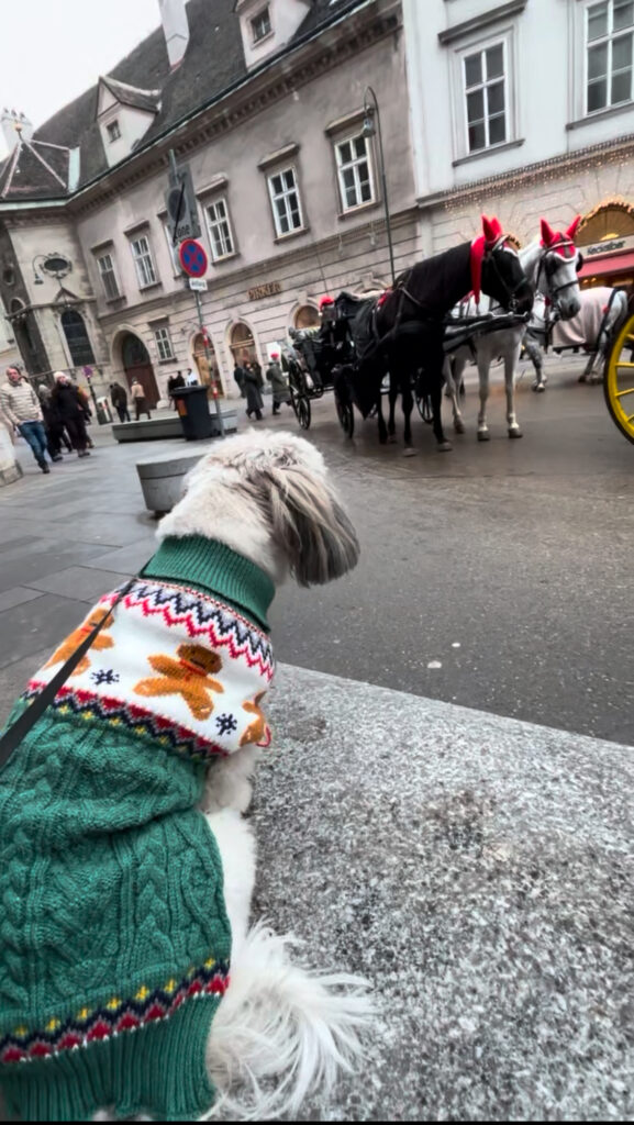 dog friendly Vienna guide