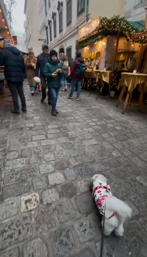 dog friendly Vienna guide