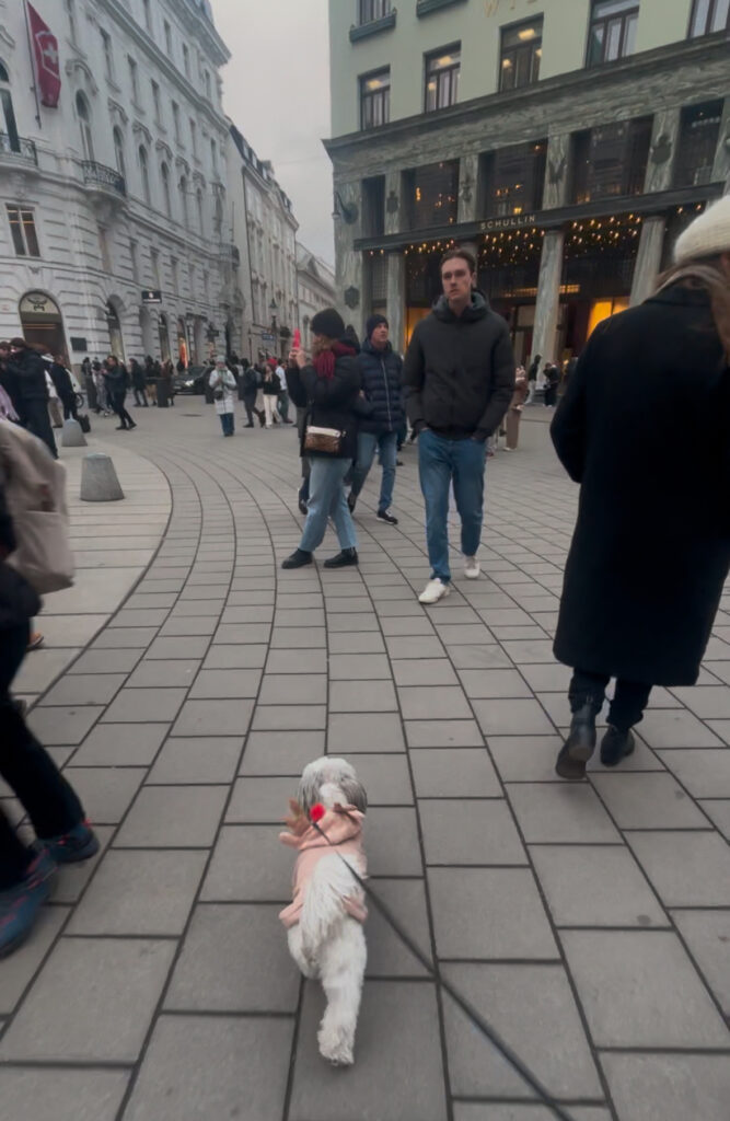 dog friendly Vienna guide