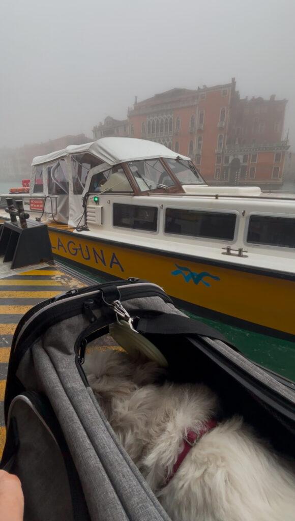 laguna water bus venice Marco Polo airport dog friendly