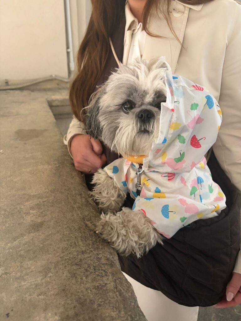 Castello Sforzesco dog raincoat milan