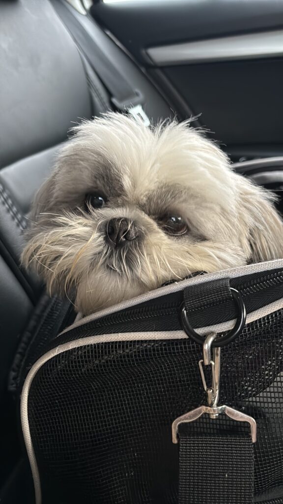 UK dog owners react to DEFRA cabin ban preventing them from flying home with their dog in the aircraft cabin