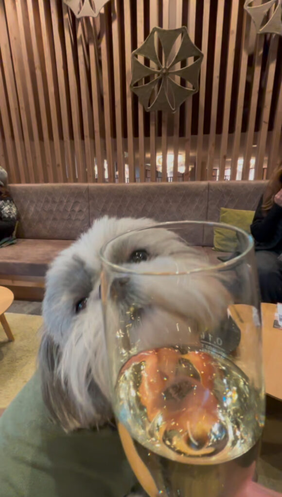 welcome prosecco Hotel Kristall Seefeld lutasch review dog friendly adults only