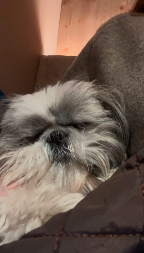 sleepy head breakfast Hotel Kristall Seefeld lutasch review dog friendly adults only