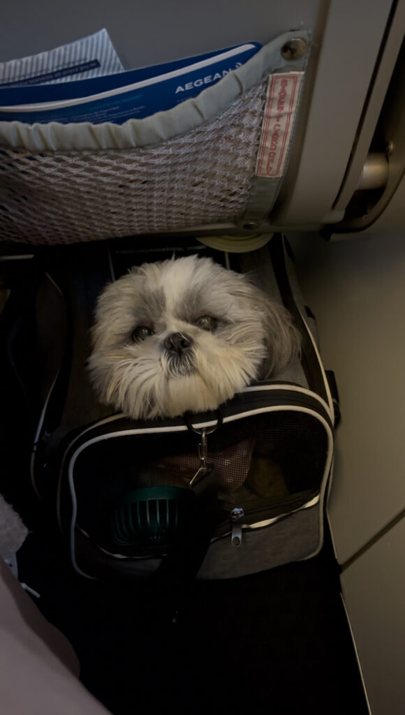 Ireland and Malta allow dogs in cabin on inbound flights - why won't the UK do the same