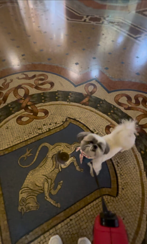 Daisy spun on the famous mosaic bull for good luck with barely another person around. dog friendly milan