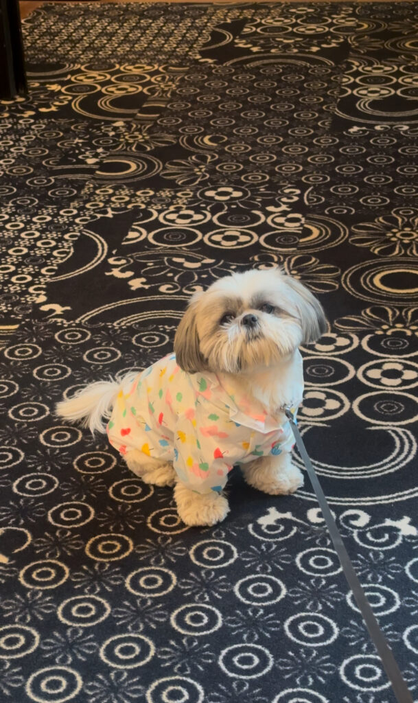 luxury dog friendly hotel Milan duomo